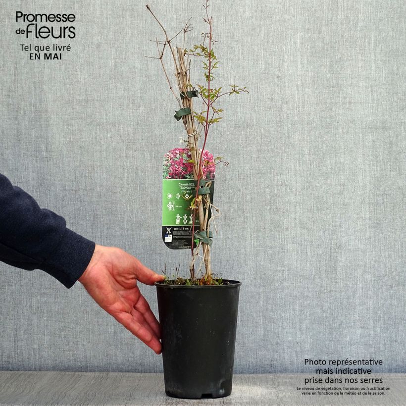 Spécimen de Clématite - Clematis viticella Rosalyn Pot de 2L/3L tel que livré au printemps