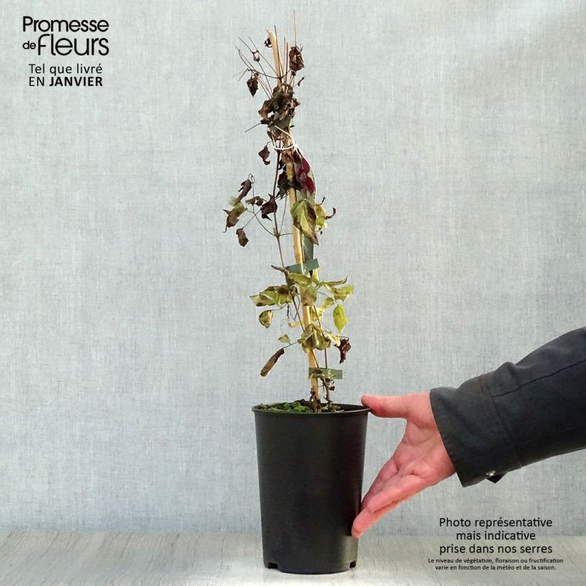 Spécimen de Clématite - Clematis viticella Royal Velours Pot de 2L/3L tel que livré en hiver