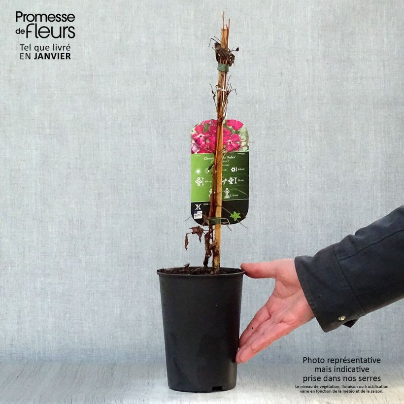 Spécimen de Clématite - Clematis viticella Rubra (Kermesina) Pot de 2L/3L tel que livré en hiver