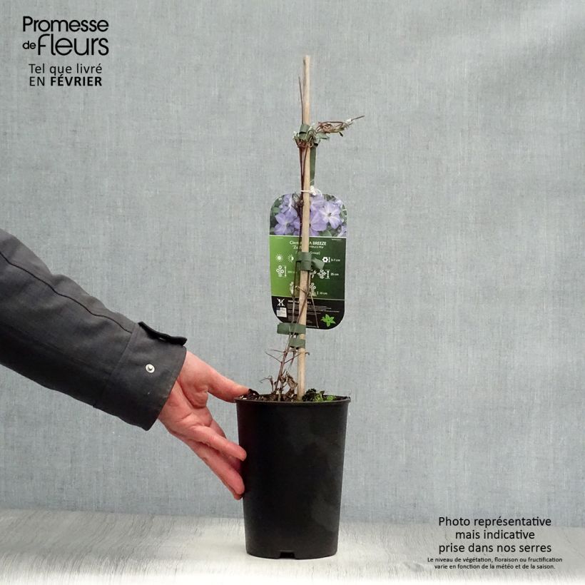 Spécimen de Clématite - Clematis viticella Sea Breeze Pot de 2L/3L tel que livré en hiver
