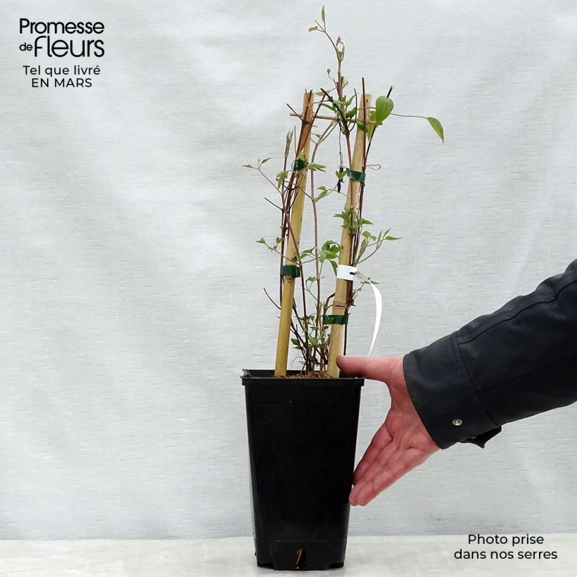 Spécimen de Clématite Delphine Pot de 2L/3L tel que livré au printemps