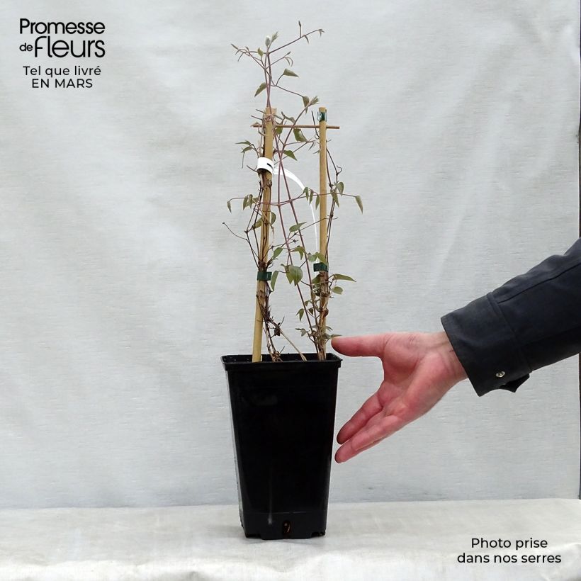 Spécimen de Clématite Henryi Pot de 1,5L/2L tel que livré au printemps