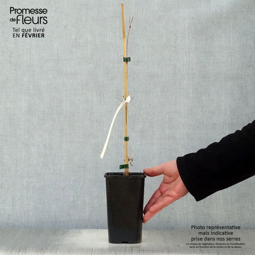 Spécimen de Clématite Henryi Pot de 1,5L/2L tel que livré en hiver