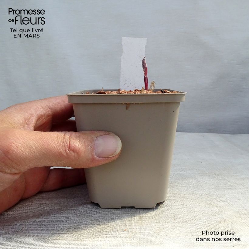 Spécimen de Clématite Herbacée Recta Purpurea Godet de 8/9 cm tel que livré au printemps