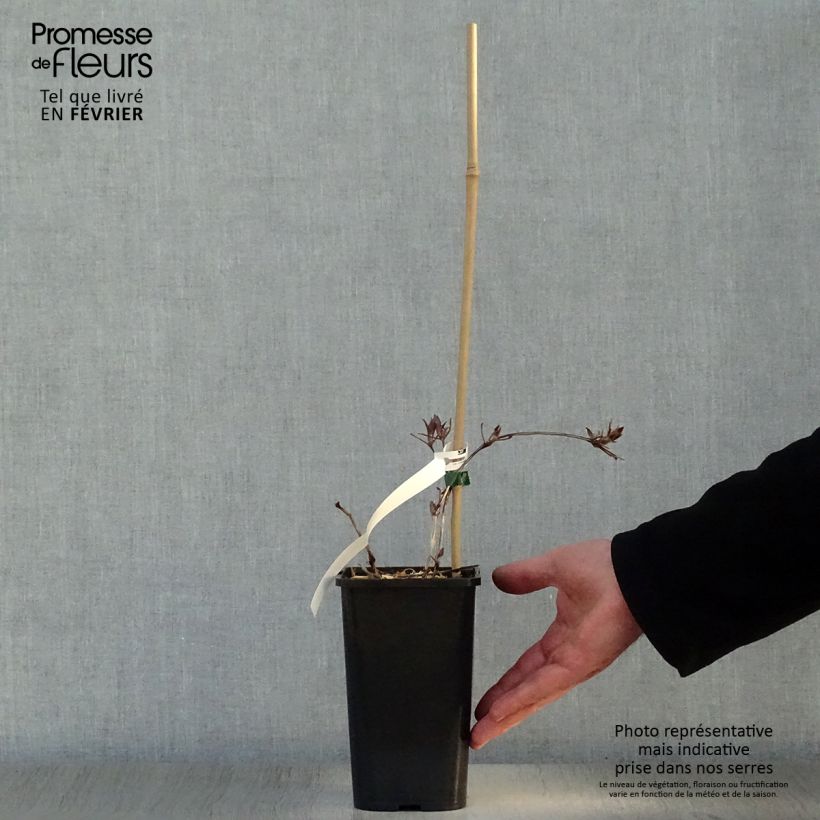Spécimen de Clématite Honora Pot de 1,5L/2L tel que livré en hiver
