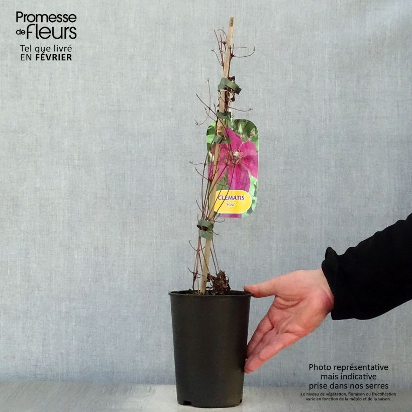 Spécimen de Clématite Huvi Pot de 2L/3L tel que livré en hiver