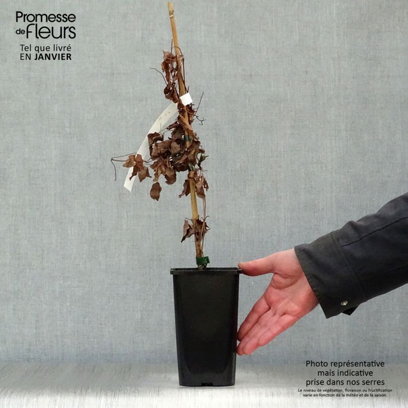 Spécimen de Clématite Justa Pot de 1,5L/2L tel que livré en hiver