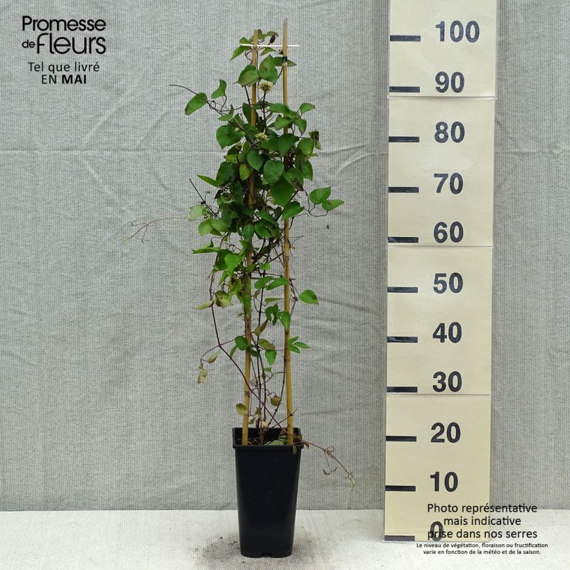 Spécimen de Clématite Pink Celebration Pot de 2L/3L tel que livré au printemps