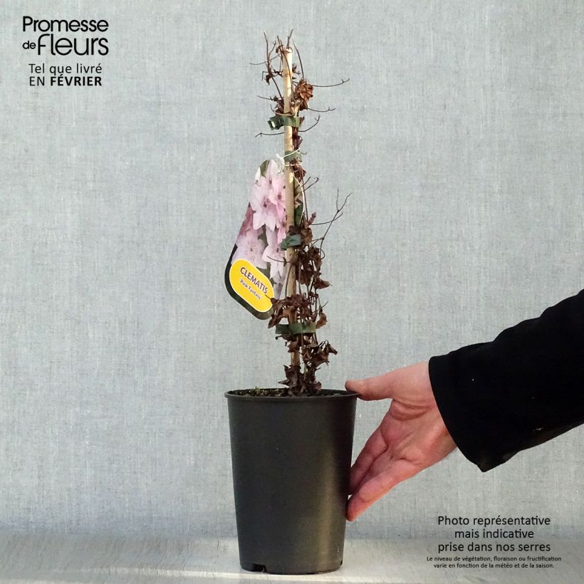 Spécimen de Clématite Pink Fantasy Pot de 2L/3L tel que livré en hiver