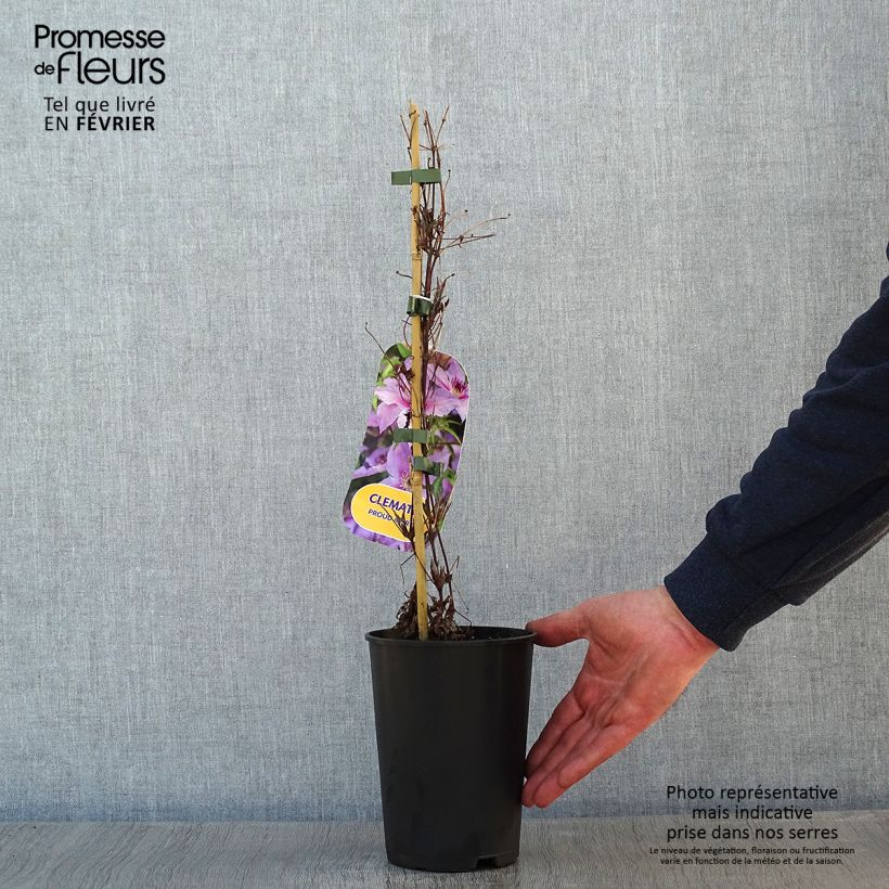 Spécimen de Clématite Proud Mary Pot de 2L/3L tel que livré en hiver