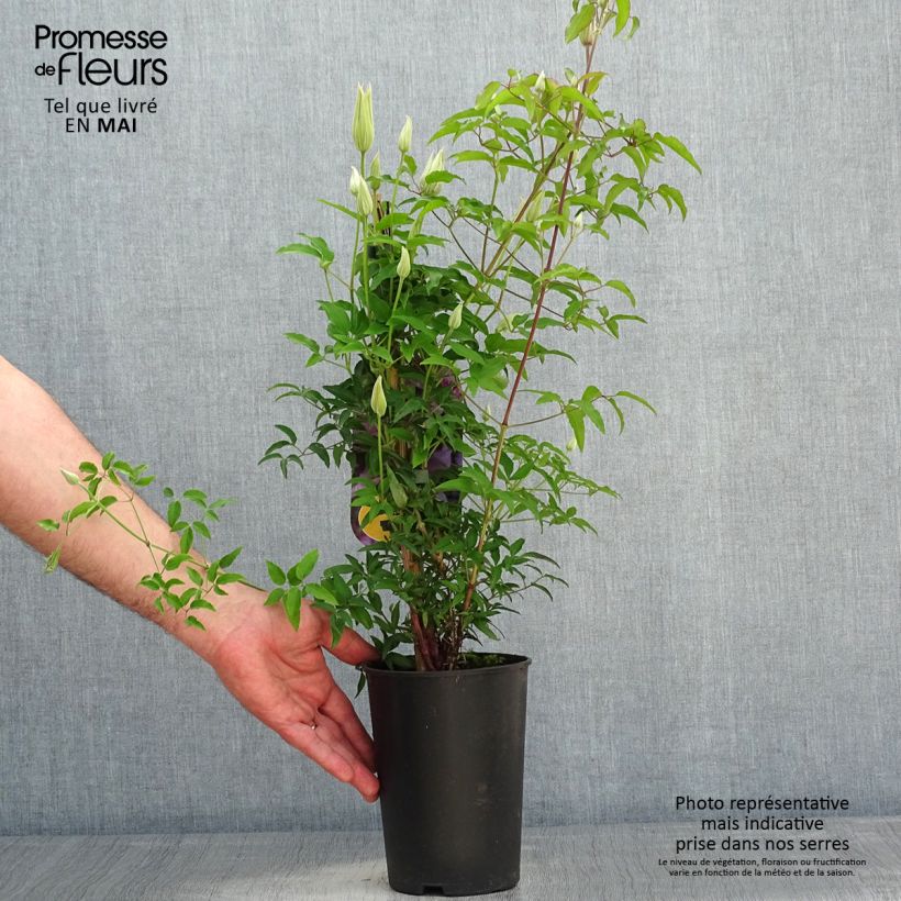 Spécimen de Clématite Proud Mary Pot de 2L/3L tel que livré au printemps