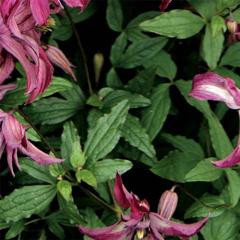 Clematis viticella Rosalyn (Folhagem)