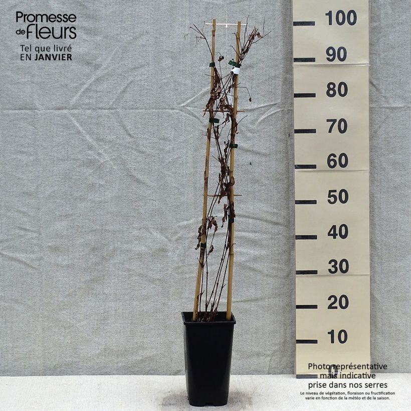 Spécimen de Clématite Saphyra Violetta Pot de 2L/3L tel que livré en hiver