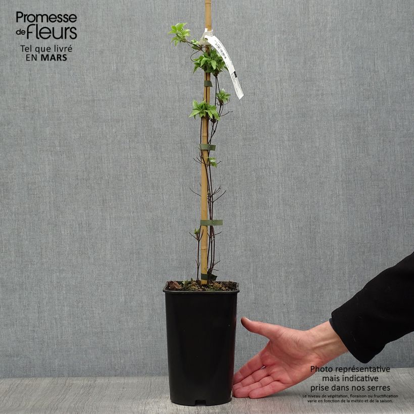 Spécimen de Clématite Sparkler Pot de 2L/3L tel que livré au printemps