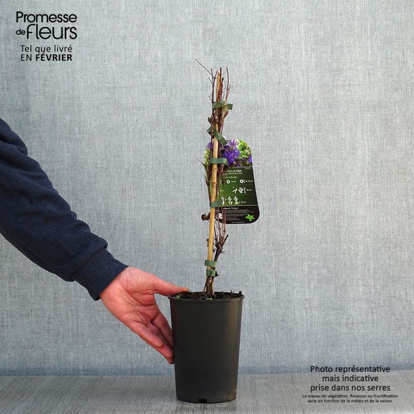Spécimen de Clématite Viva la Vida Pot de 2L/3L tel que livré en hiver
