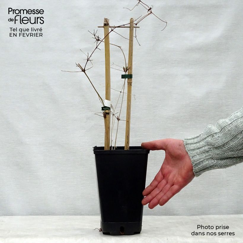 Spécimen de Clématite Vostock Pot de 1,5L/2L tel que livré en hiver
