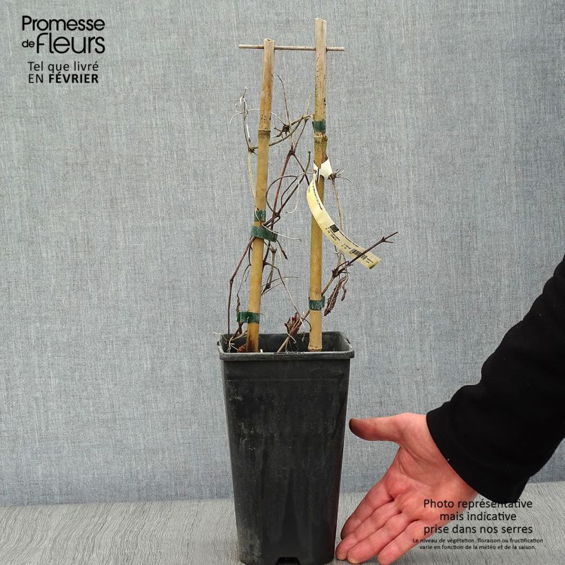 Spécimen de Clématite Whoopi Pot de 2L/3L tel que livré en hiver