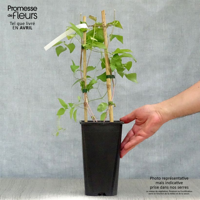 Spécimen de Clématite Whoopi Pot de 2L/3L tel que livré au printemps