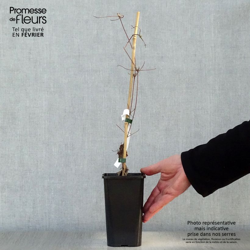 Spécimen de Clématite Wildfire Pot de 1,5L/2L tel que livré en hiver