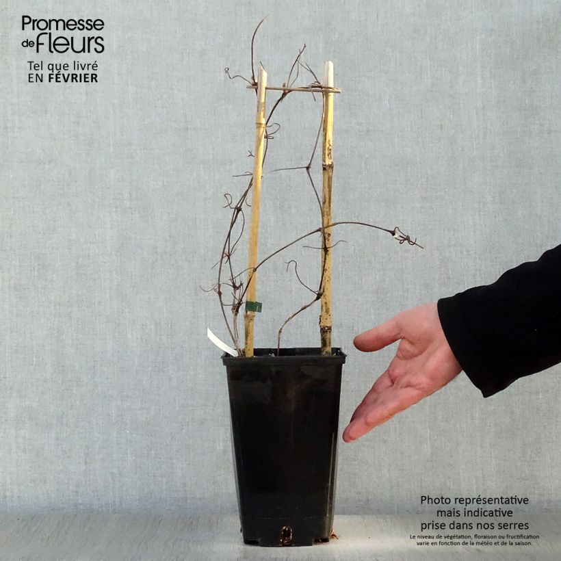 Spécimen de Clématite Xerxes Pot de 2L/3L tel que livré en hiver