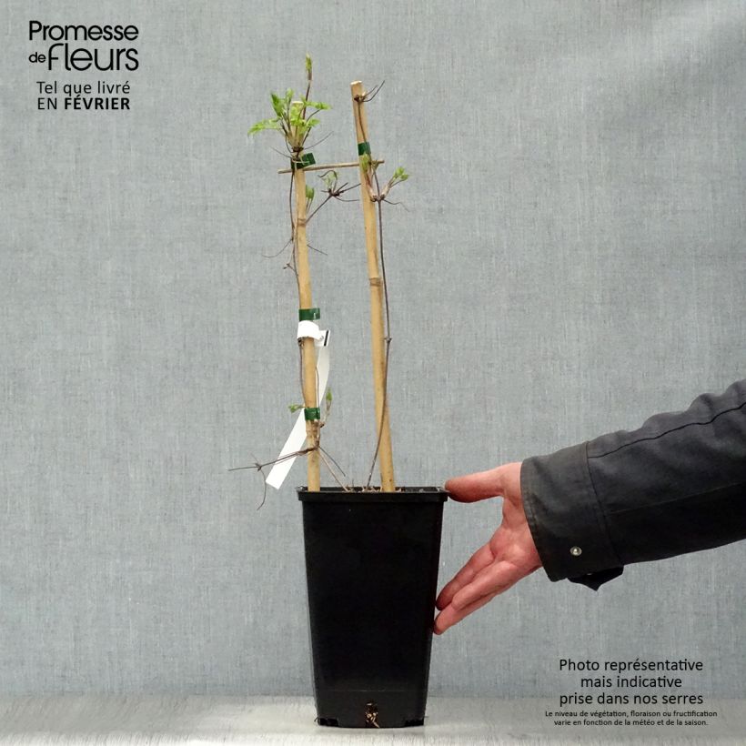 Spécimen de Clématite alpina Blue Dancer Pot de 2L/3L tel que livré en hiver