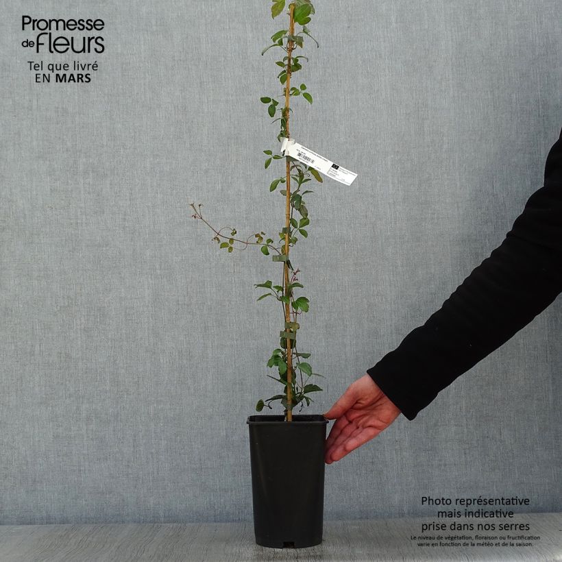 Spécimen de Clématite cirrhosa Wisley Cream Pot de 2L/3L tel que livré en hiver