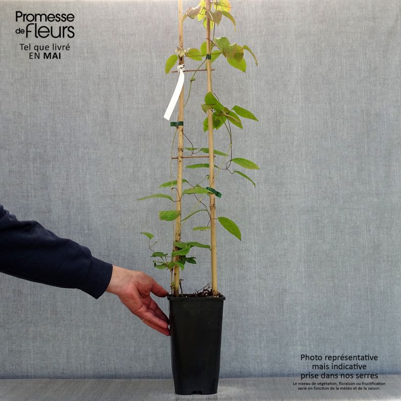 Spécimen de Clématite - Clematis Guernsey Cream Pot de 2L/3L tel que livré au printemps