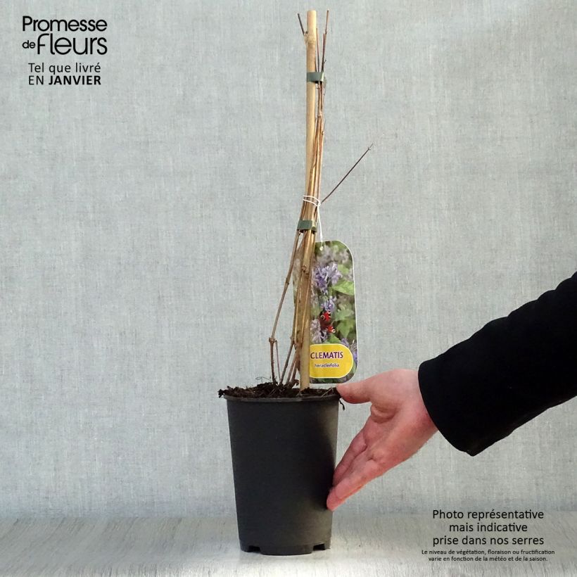 Spécimen de Clématite herbacée - Clematis heracleifolia Pot de 2L/3L tel que livré en hiver