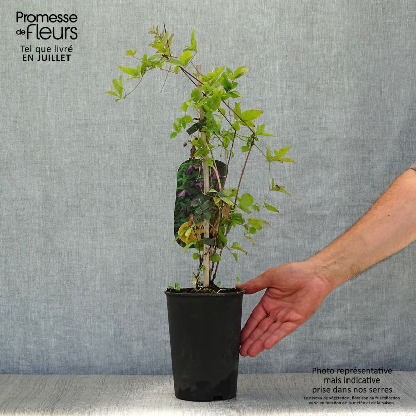 Spécimen de Clématite italienne - Clematis viticella Pot de 1,5L/2L tel que livré en été