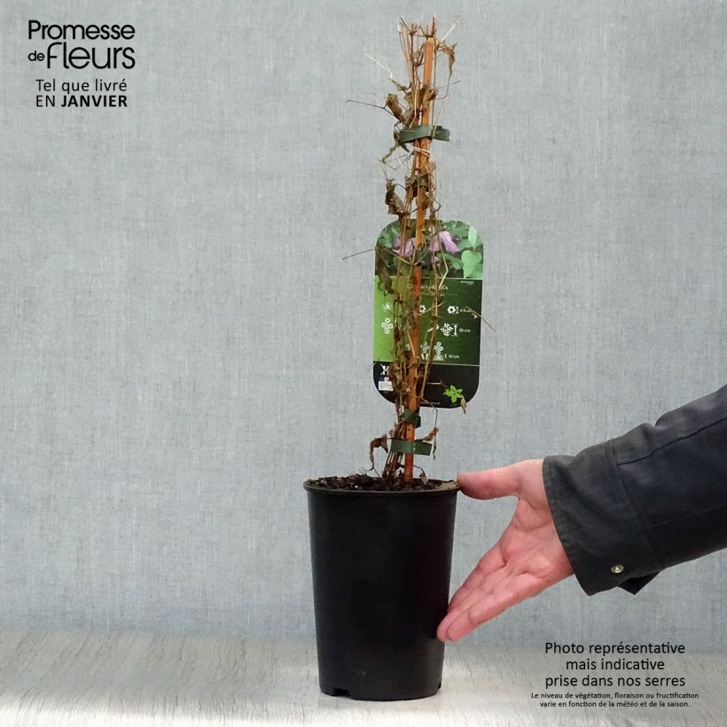 Spécimen de Clématite italienne - Clematis viticella Pot de 1,5L/2L tel que livré en hiver