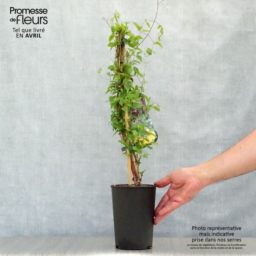 Spécimen de Clématite italienne - Clematis viticella Pot de 1,5L/2L tel que livré au printemps