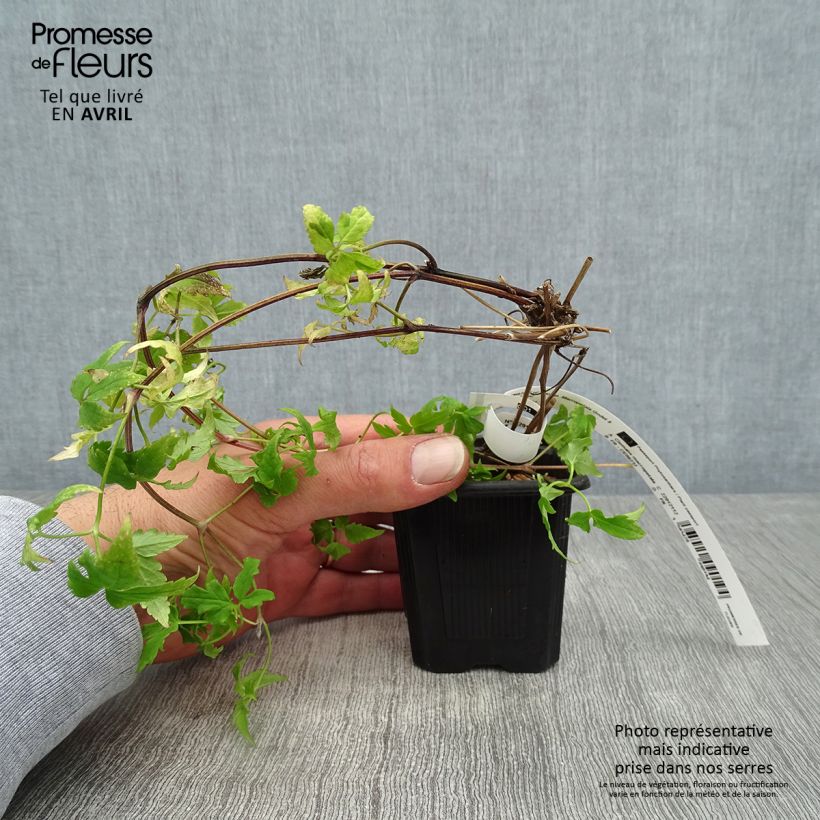 Spécimen de Clématite macropetala Godet de 8/9 cm tel que livré au printemps