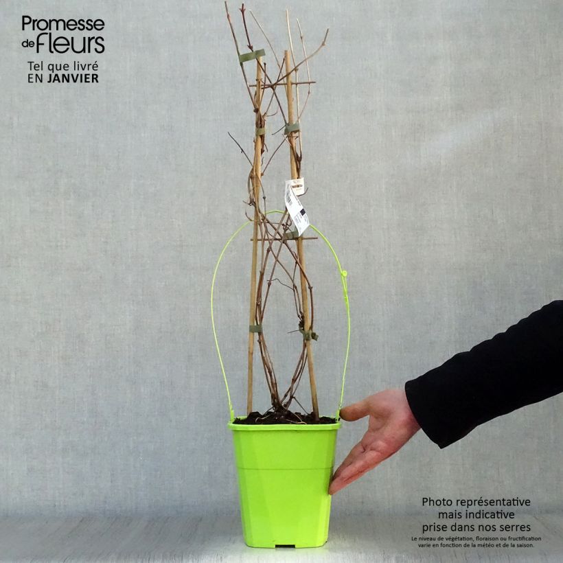 Spécimen de Clématite montana Double Delight Pot de 3L/4L tel que livré en hiver