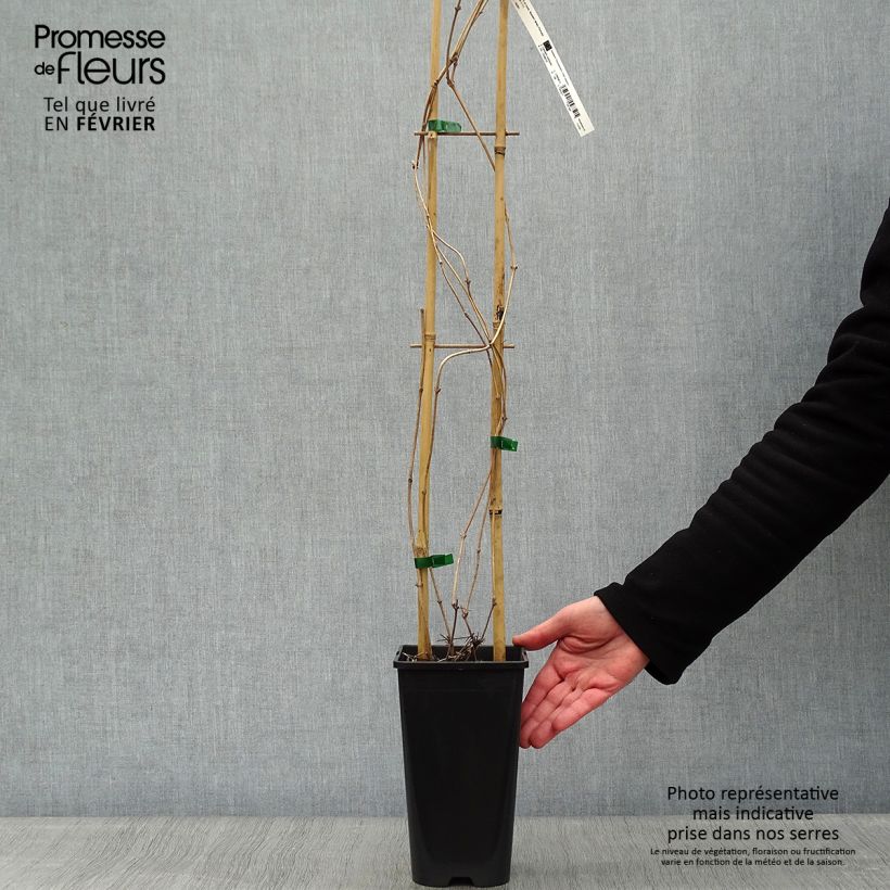 Spécimen de Clématite montana Starlet White Perfume Pot de 2L/3L tel que livré en hiver