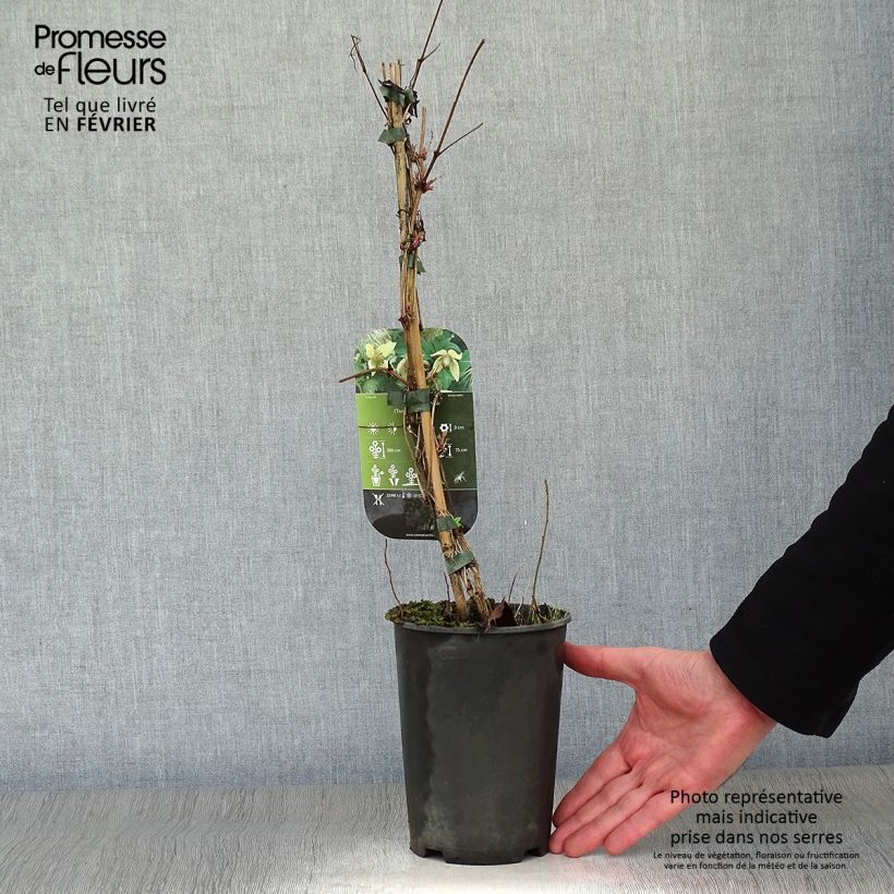Spécimen de Clématite - Clematis serratifolia Pot de 1,5L/2L tel que livré en hiver