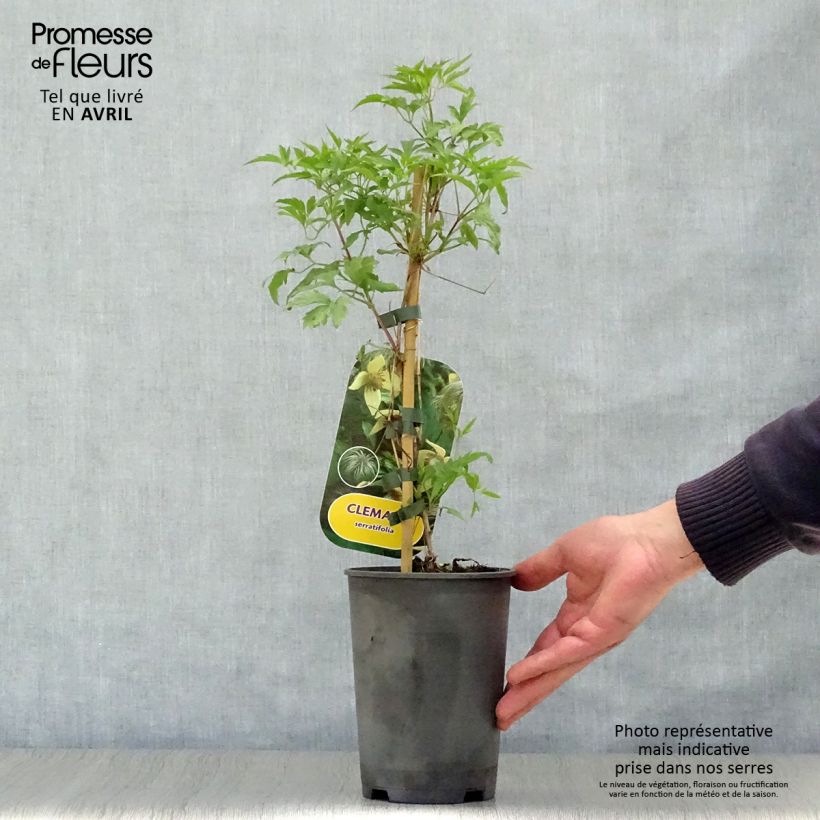 Spécimen de Clématite - Clematis serratifolia Pot de 1,5L/2L tel que livré au printemps