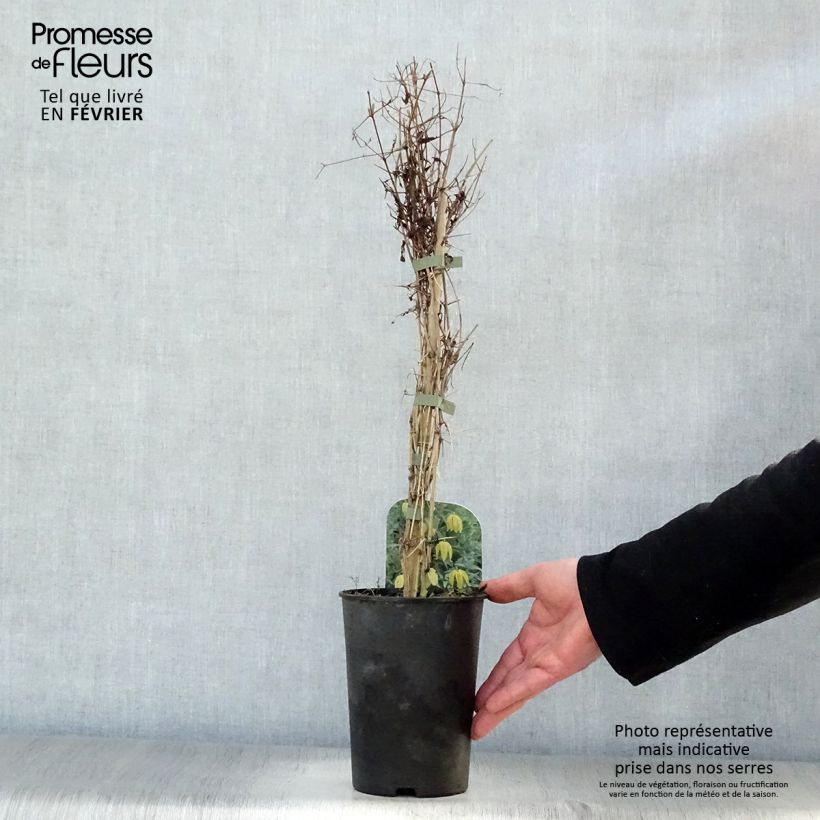 Spécimen de Clématite tangutica Pot de 1,5L/2L tel que livré en hiver