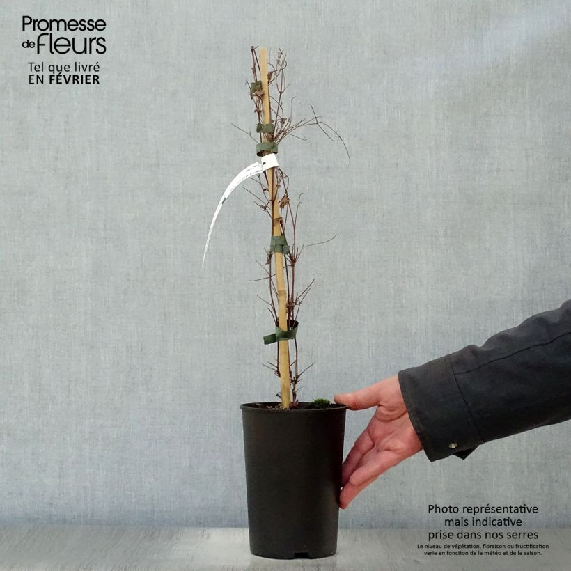 Spécimen de Clématite viticella Dark Eyes Pot de 1,5L/2L tel que livré en hiver