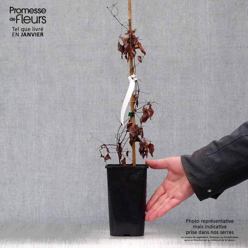 Spécimen de Clématite viticella John Howells Pot de 1,5L/2L tel que livré en hiver