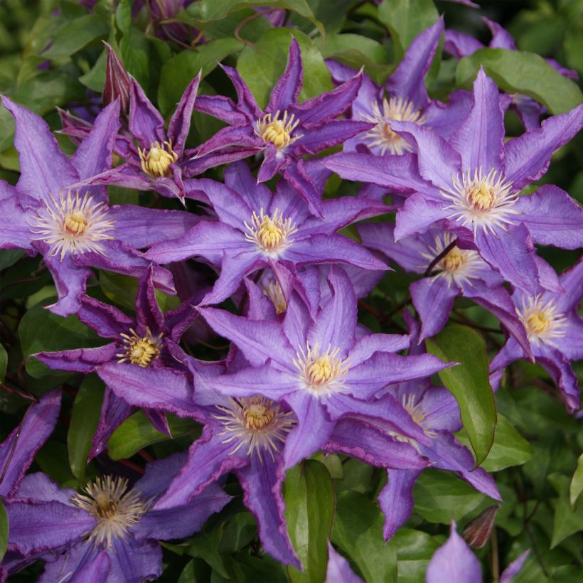 Clematis Palette (Floração)