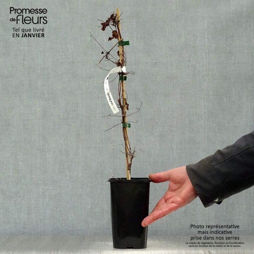 Spécimen de Clématite viticella Polish Spirit Pot de 1,5L/2L tel que livré en hiver