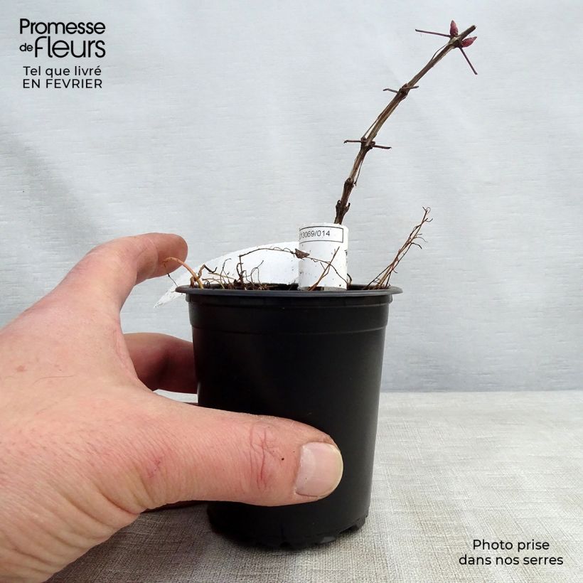 Spécimen de Clématite viticella Purpurea Plena Elegans  Godet de 8/9 cm tel que livré en hiver