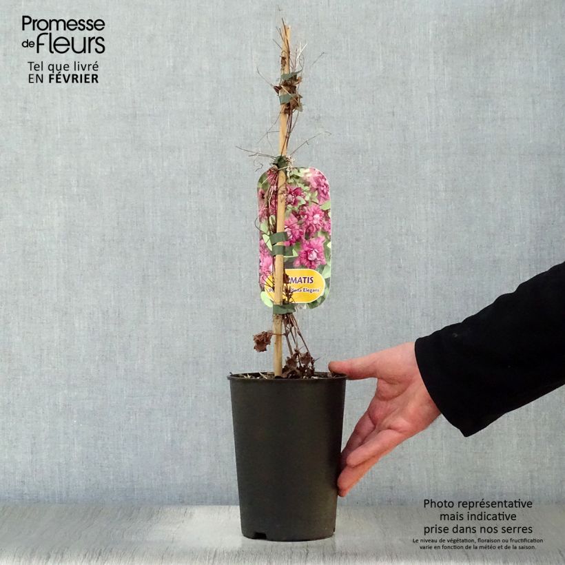 Spécimen de Clématite viticella Purpurea Plena Elegans  Pot de 2L/3L tel que livré en hiver