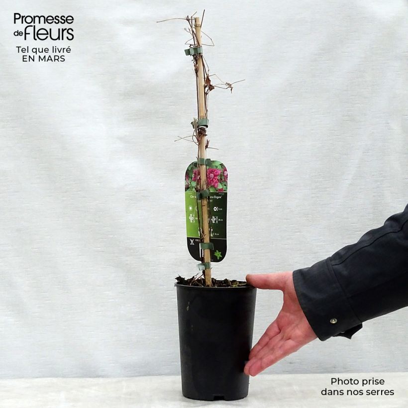 Spécimen de Clématite viticella Purpurea Plena Elegans  Pot de 2L/3L tel que livré au printemps