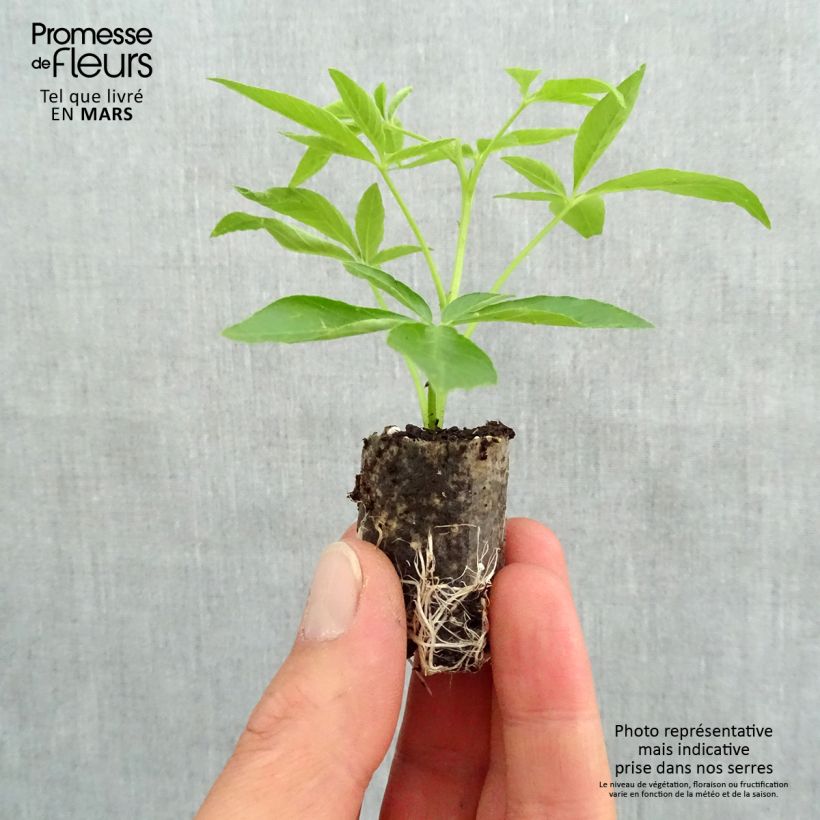 Spécimen de Cléome Senorita Carolina Mini-motte Ø 3/4 cm, Plant vert de 5 à 10 cm de haut tel que livré au printemps