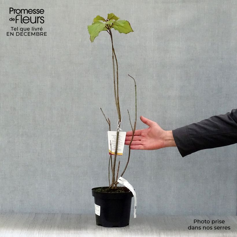 Spécimen de Clerodendrum bungei - Clérodendron de Bunge Pot de 2L/3L tel que livré en hiver