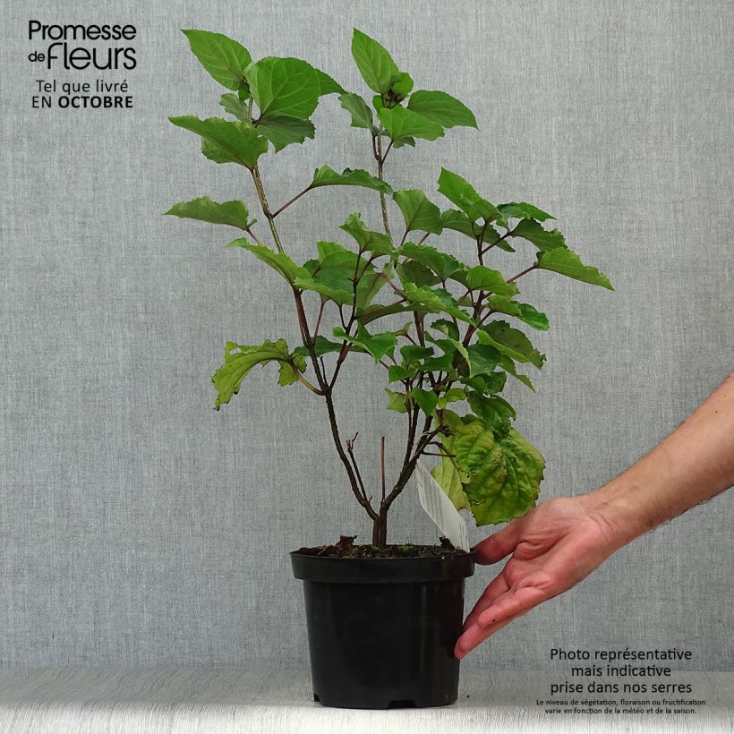 Spécimen de Clerodendrum bungei - Clérodendron de Bunge Pot de 2L/3L tel que livré en automne
