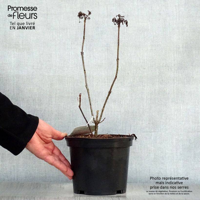 Spécimen de Clerodendrum bungei Pink Diamond - Clérodendron Pot de 3L/4L tel que livré en hiver