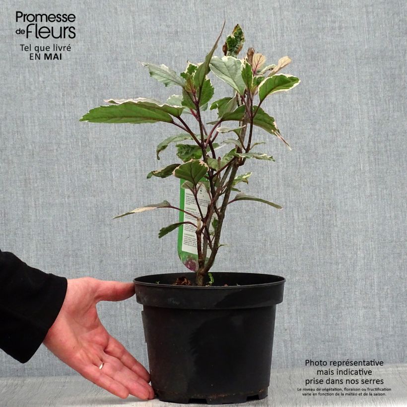 Spécimen de Clerodendrum bungei Pink Diamond - Clérodendron Pot de 3L/4L tel que livré au printemps