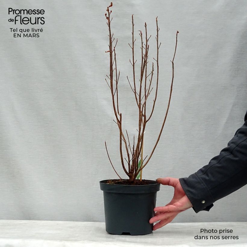 Spécimen de Clethra alnifolia Pot de 3L/4L tel que livré au printemps